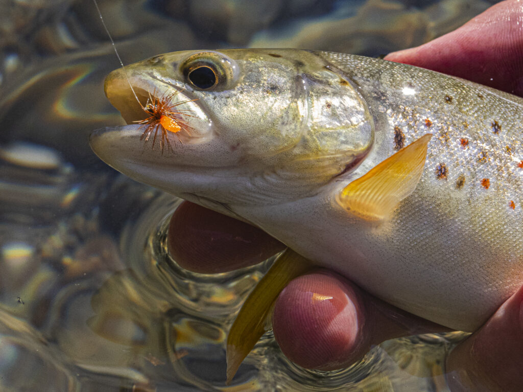 Forelle Thur 2 E1754234678197 1024x767