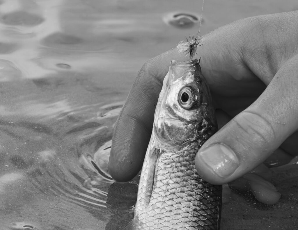 IMG 6788 Verbessert RR 2 1024x792