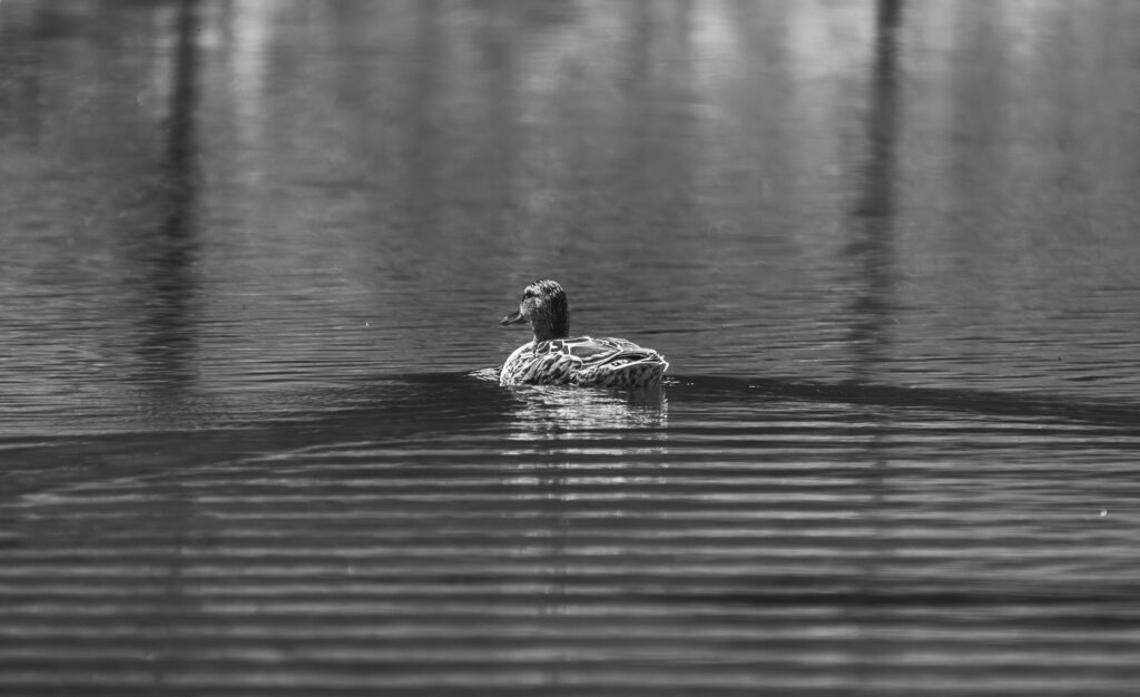 IMG 6958 Verbessert RR 1024x626