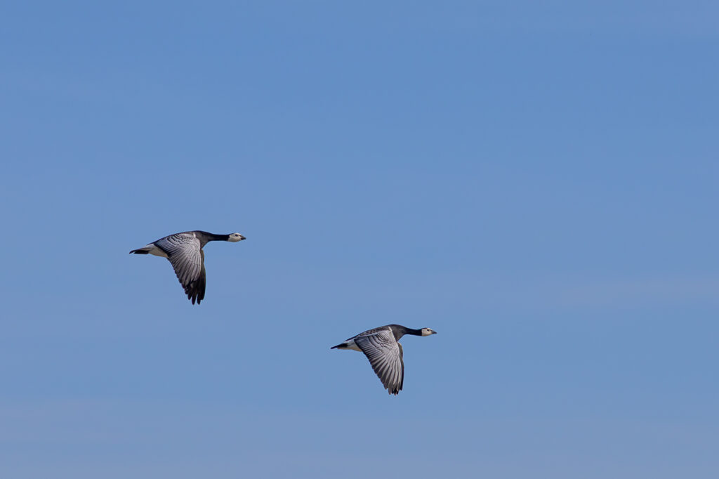 img 0194 verbessert rr